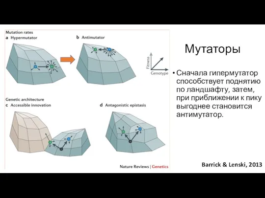 Сначала гипермутатор способствует поднятию по ландшафту, затем, при приближении к