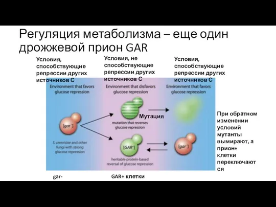 Регуляция метаболизма – еще один дрожжевой прион GAR