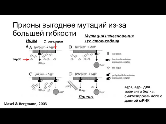 Прионы выгоднее мутаций из-за большей гибкости Masel & Bergmann, 2003