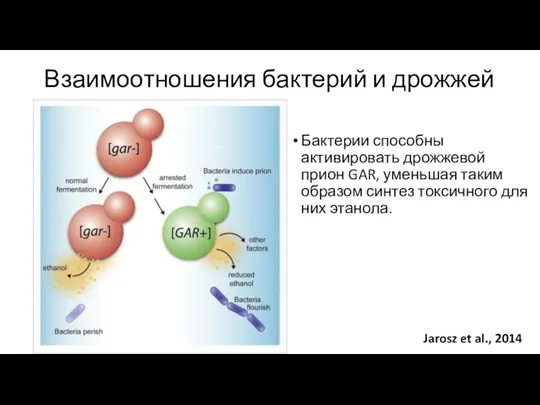 Взаимоотношения бактерий и дрожжей Jarosz et al., 2014 Бактерии способны