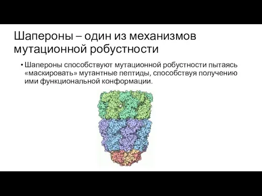 Шапероны – один из механизмов мутационной робустности Шапероны способствуют мутационной