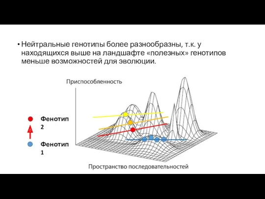 Нейтральные генотипы более разнообразны, т.к. у находящихся выше на ландшафте «полезных» генотипов меньше возможностей для эволюции.