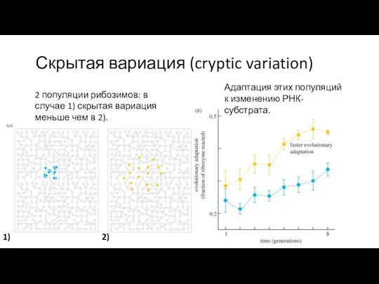Скрытая вариация (cryptic variation) Адаптация этих популяций к изменению РНК-субстрата.