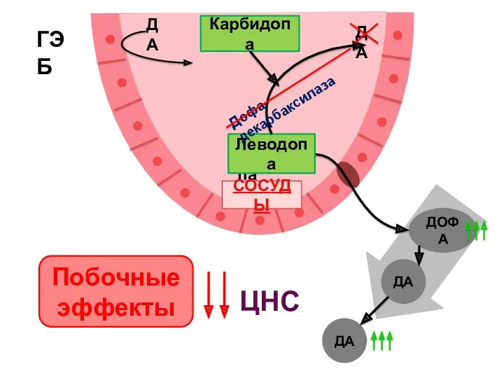 ГЭБ ДА ДА ДОФА Леводопа ДА ДА Леводопа Дофа-декарбаксилаза Карбидопа Побочные эффекты СОСУДЫ ЦНС
