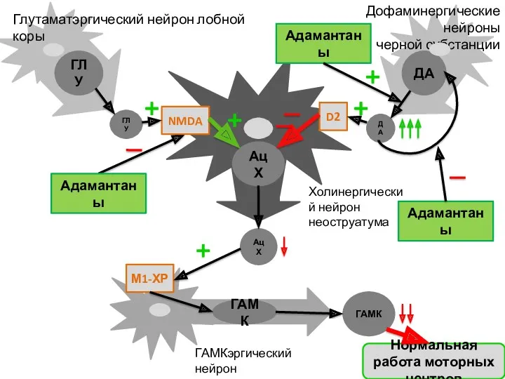 Дофаминергические нейроны черной субстанции ДА ГЛУ ДА ГЛУ Холинергический нейрон