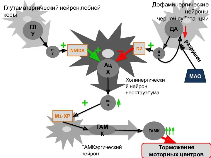 Дофаминергические нейроны черной субстанции ДА ГЛУ ДА ГЛУ Холинергический нейрон
