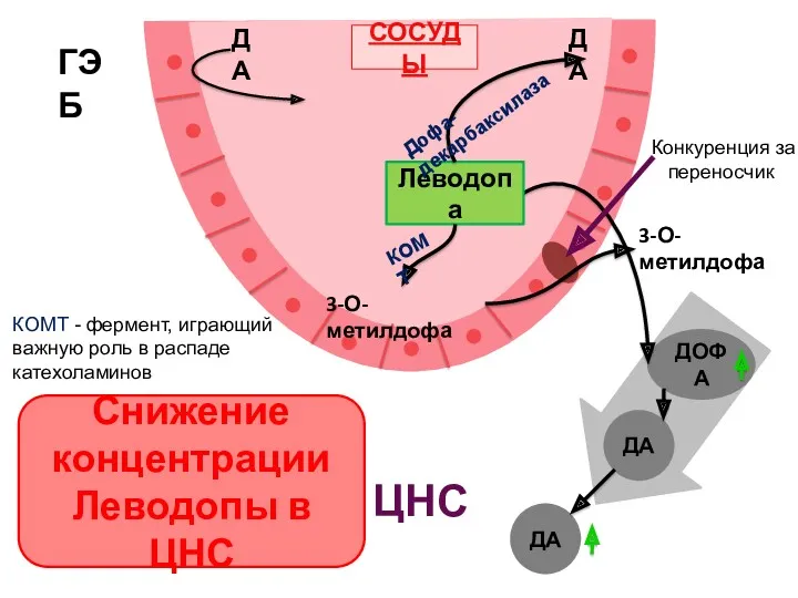 ГЭБ ДА ДА ДОФА ДА ДА Леводопа Дофа-декарбаксилаза Снижение концентрации