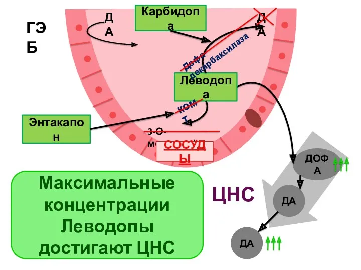 ГЭБ ДА ДА ДОФА ДА ДА Леводопа Дофа-декарбаксилаза Максимальные концентрации