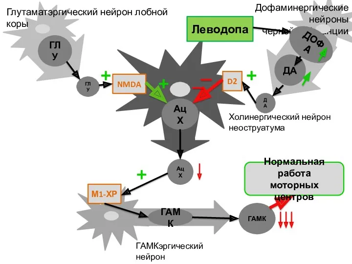 Дофаминергические нейроны черной субстанции ДА ГЛУ ДА ГЛУ Холинергический нейрон