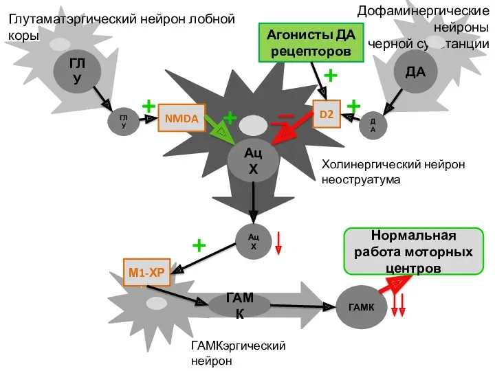 Дофаминергические нейроны черной субстанции ДА ГЛУ ДА ГЛУ Холинергический нейрон