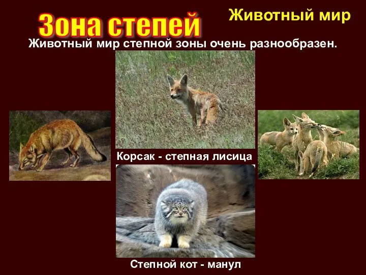 Корсак - степная лисица Степной кот - манул Животный мир