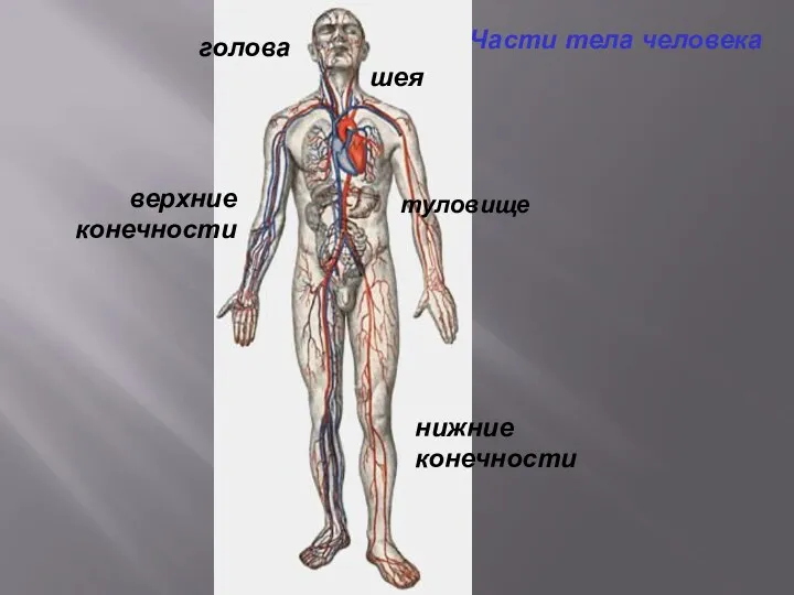 Части тела человека шея верхние конечности нижние конечности голова туловище