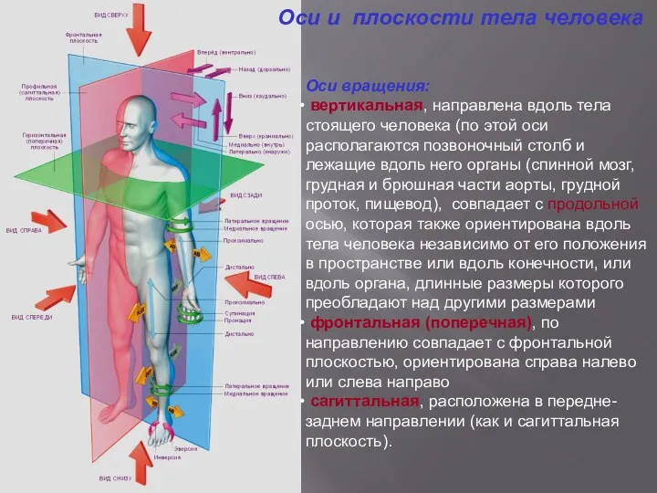 Оси и плоскости тела человека Оси вращения: вертикальная, направлена вдоль тела стоящего человека