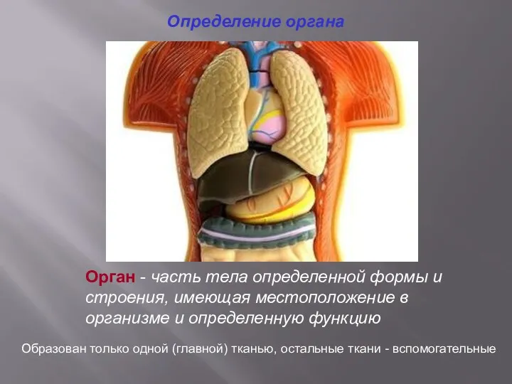 Определение органа Орган - часть тела определенной формы и строения, имеющая местоположение в