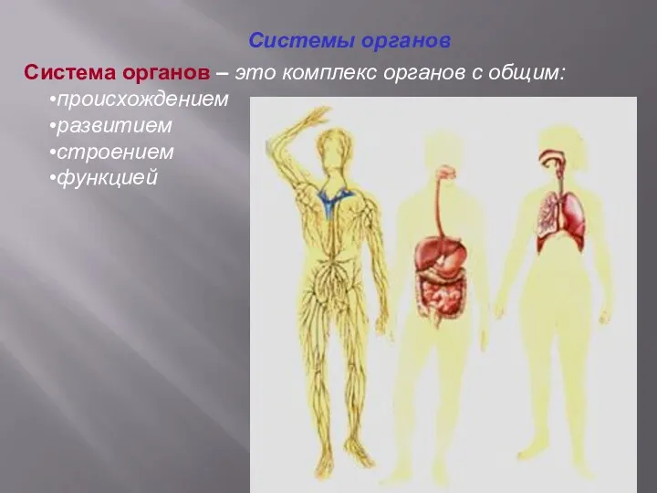 Система органов – это комплекс органов с общим: происхождением развитием строением функцией Системы органов