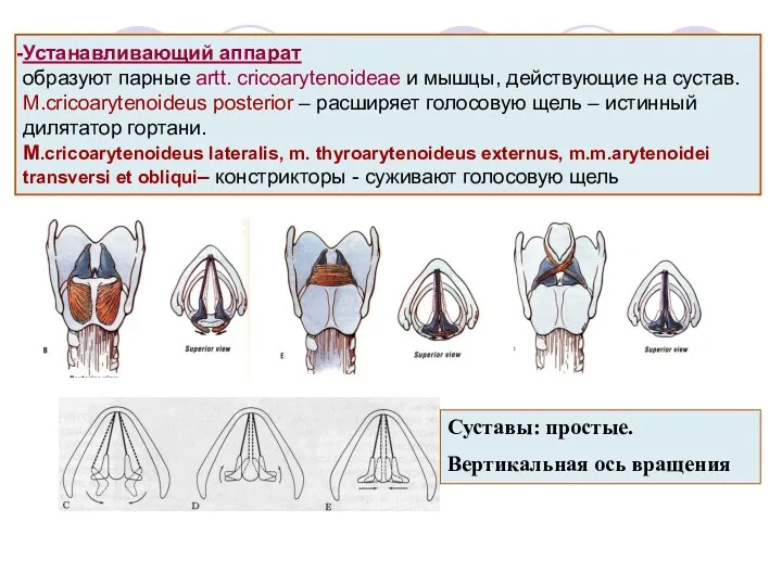 Устанавливающий аппарат образуют парные artt. cricoarytenoideae и мышцы, действующие на