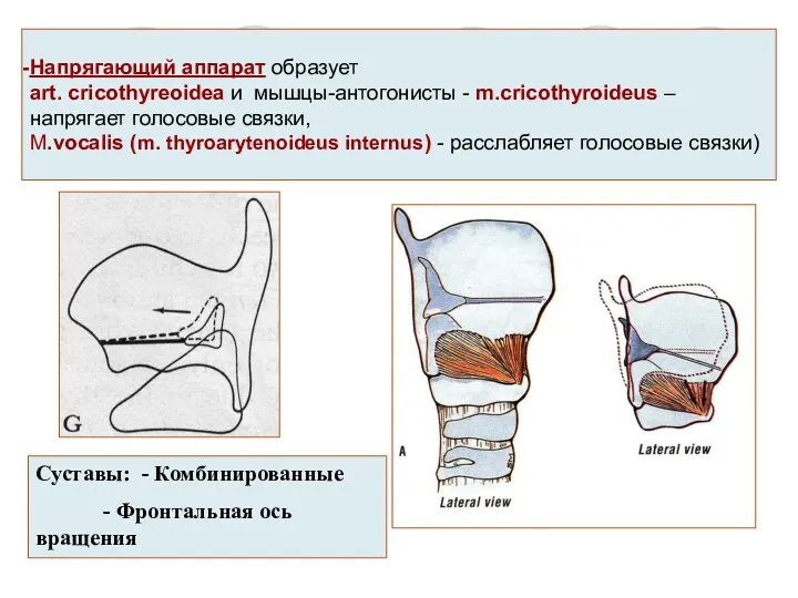 Напрягающий аппарат образует art. cricothyreoidea и мышцы-антогонисты - m.cricothyroideus –