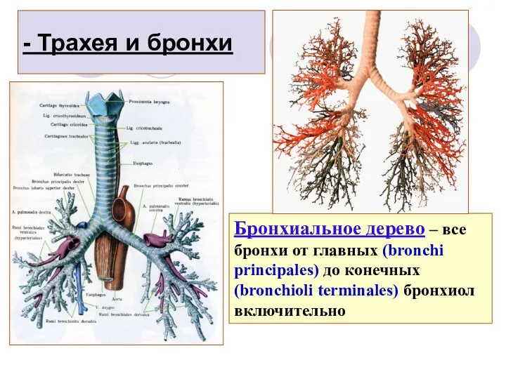 - Трахея и бронхи Бронхиальное дерево – все бронхи от