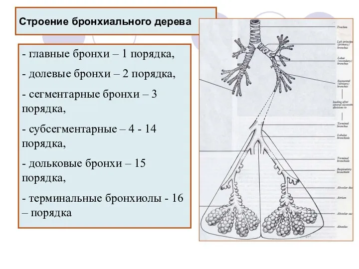 Строение бронхиального дерева - главные бронхи – 1 порядка, -