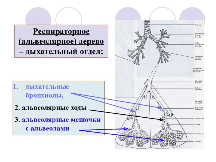 Респираторное (альвеолярное) дерево – дыхательный отдел: дыхательные бронхиолы, 2. альвеолярные ходы 3. альвеолярные мешочки с альвеолами