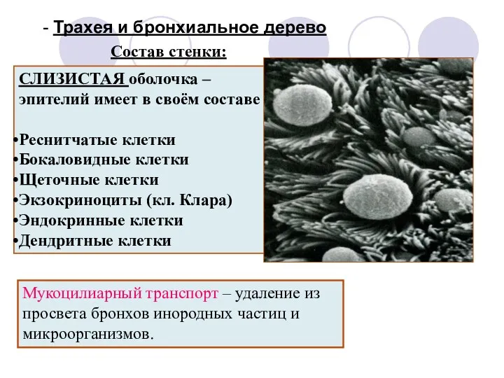 - Трахея и бронхиальное дерево СЛИЗИСТАЯ оболочка – эпителий имеет