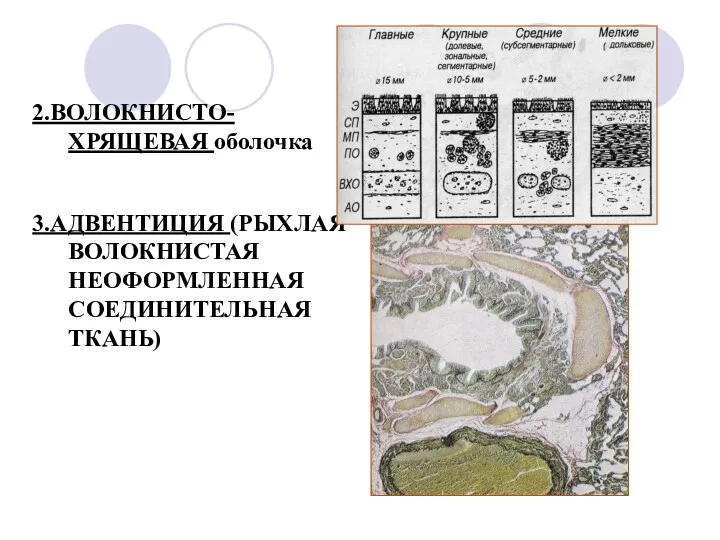 2.ВОЛОКНИСТО-ХРЯЩЕВАЯ оболочка 3.АДВЕНТИЦИЯ (РЫХЛАЯ ВОЛОКНИСТАЯ НЕОФОРМЛЕННАЯ СОЕДИНИТЕЛЬНАЯ ТКАНЬ)