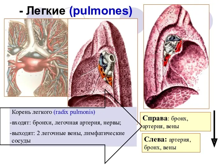 - Легкие (pulmones) Корень легкого (radix pulmonis) входят: бронхи, легочная