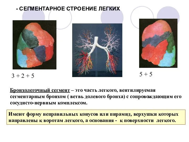 - СЕГМЕНТАРНОЕ СТРОЕНИЕ ЛЕГКИХ Бронхолегочный сегмент – это часть легкого,