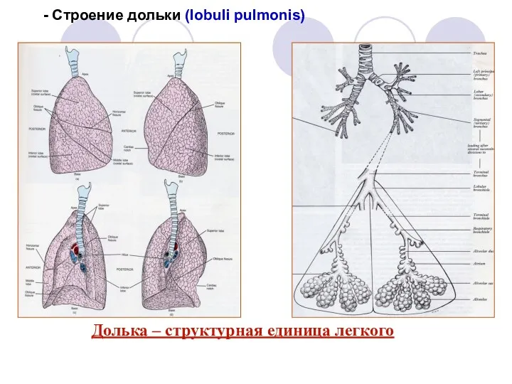 - Строение дольки (lobuli pulmonis) Долька – структурная единица легкого