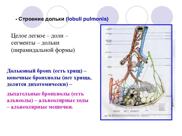 - Строение дольки (lobuli pulmonis) Целое легкое – доли –