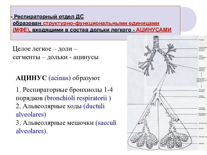 Респираторный отдел ДС образован структурно-функциональными единицами (МФЕ), входящими в состав