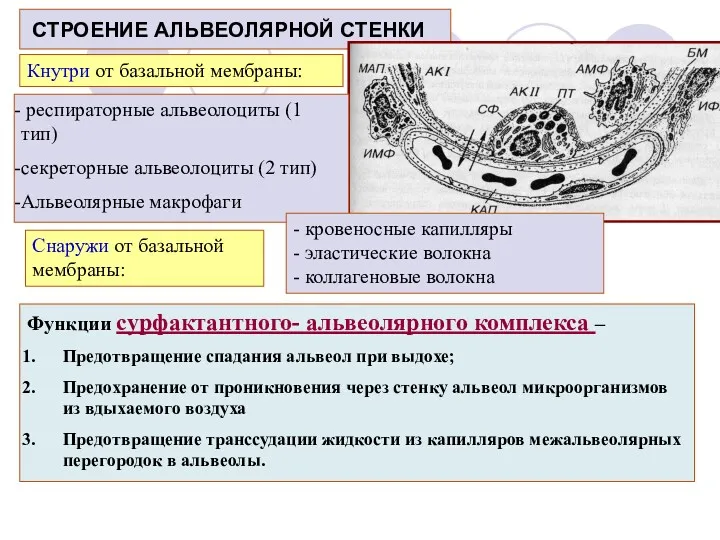 СТРОЕНИЕ АЛЬВЕОЛЯРНОЙ СТЕНКИ респираторные альвеолоциты (1 тип) секреторные альвеолоциты (2