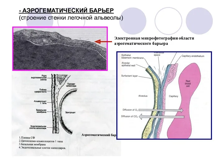 - АЭРОГЕМАТИЧЕСКИЙ БАРЬЕР (строение стенки легочной альвеолы) Электронная микрофотография области аэрогематического барьера