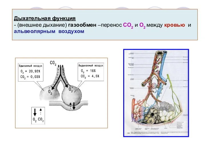 Дыхательная функция - (внешнее дыхание) газообмен –перенос СО2 и О2 между кровью и альвеолярным воздухом