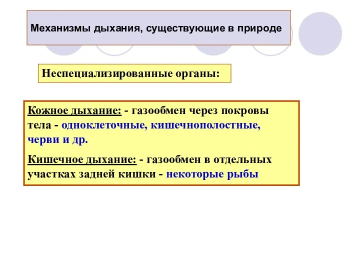 Механизмы дыхания, существующие в природе Неспециализированные органы: Кожное дыхание: -