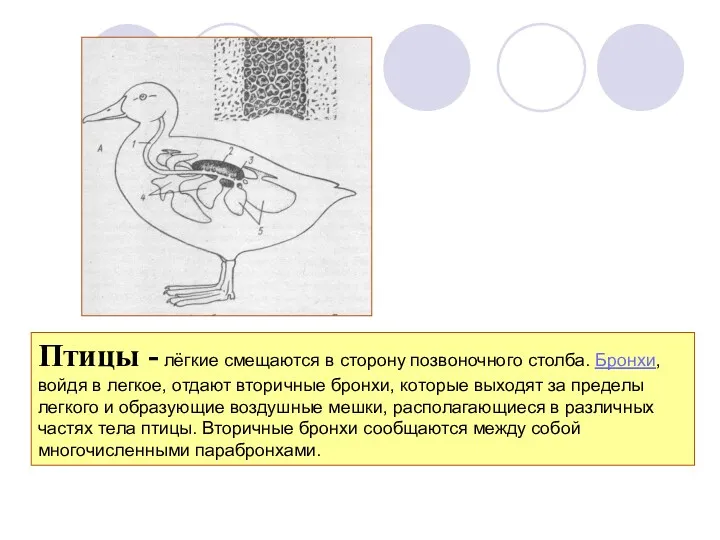 Птицы - лёгкие смещаются в сторону позвоночного столба. Бронхи, войдя