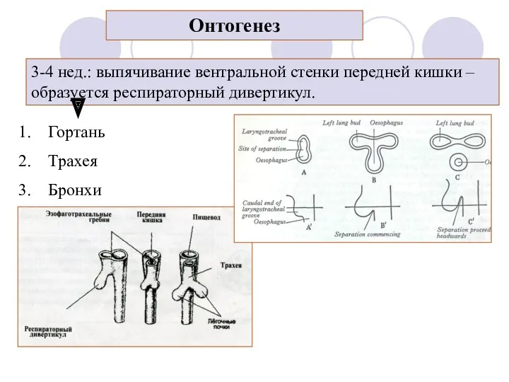 3-4 нед.: выпячивание вентральной стенки передней кишки – образуется респираторный дивертикул. Гортань Трахея Бронхи Онтогенез