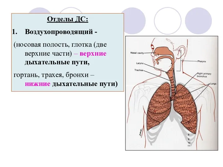 Отделы ДС: Воздухопроводящий - (носовая полость, глотка (две верхние части)