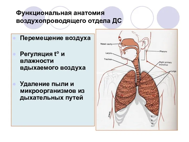 Функциональная анатомия воздухопроводящего отдела ДС Перемещение воздуха Регуляция to и