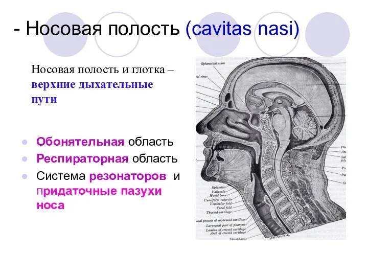 - Носовая полость (cavitas nasi) Обонятельная область Респираторная область Система