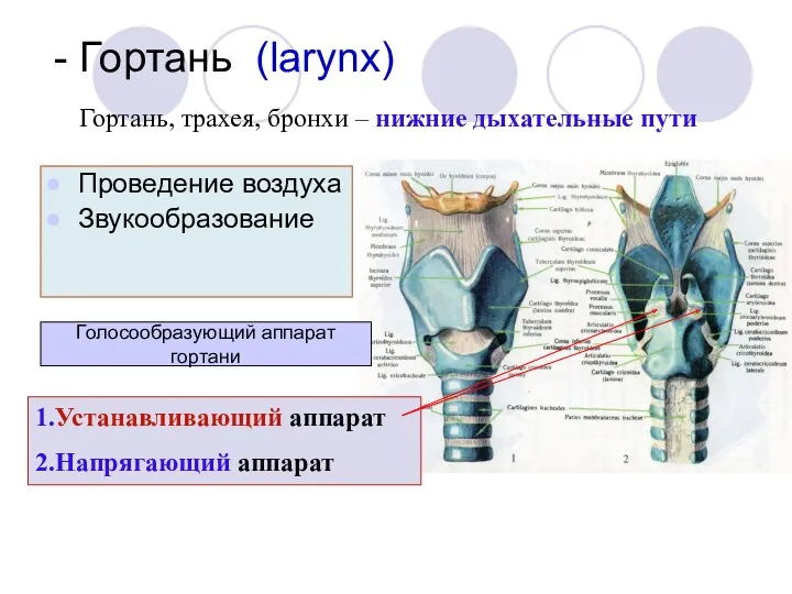 1.Устанавливающий аппарат 2.Напрягающий аппарат - Гортань (larynx) Проведение воздуха Звукообразование