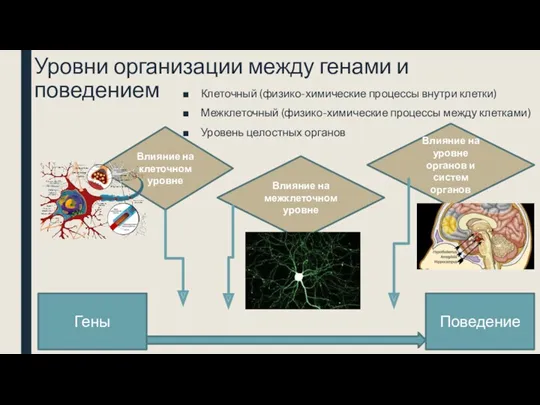 Уровни организации между генами и поведением Клеточный (физико-химические процессы внутри