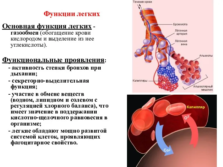 Функции легких Основная функция легких - газообмен (обогащение крови кислородом и выделение из
