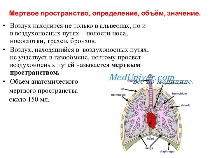 Мертвое пространство, определение, объём, значение. Воздух находится не только в альвеолах, но и