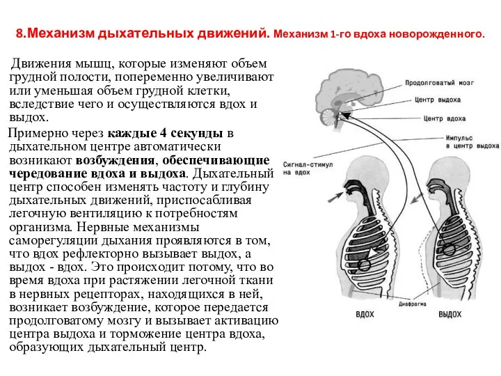 8.Механизм дыхательных движений. Механизм 1-го вдоха новорожденного. Движения мышц, которые изменяют объем грудной