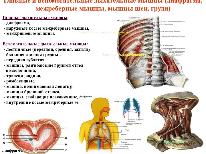 Главные и вспомогательные дыхательные мышцы (диафрагма, межреберные мышцы, мышцы шеи, груди) Главные дыхательные