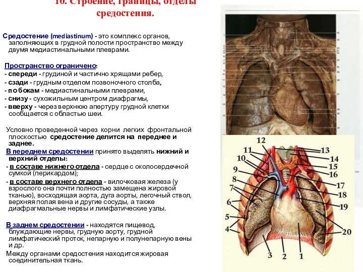 10. Строение, границы, отделы средостения. Средостение (mediastinum) - это комплекс органов, заполняющих в