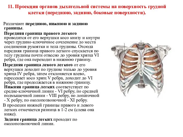 11. Проекция органов дыхательной системы на поверхность грудной клетки (переднюю, заднюю, боковые поверхности).