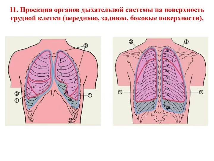 11. Проекция органов дыхательной системы на поверхность грудной клетки (переднюю, заднюю, боковые поверхности).