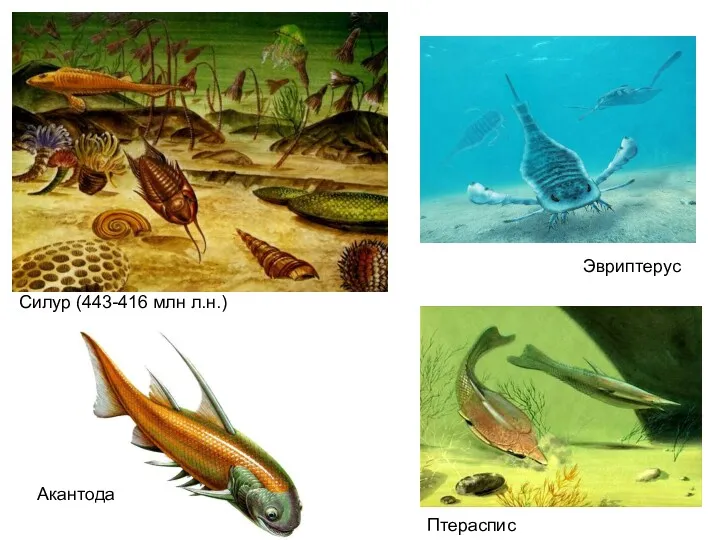 Силур (443-416 млн л.н.) Эвриптерус Птераспис Акантода